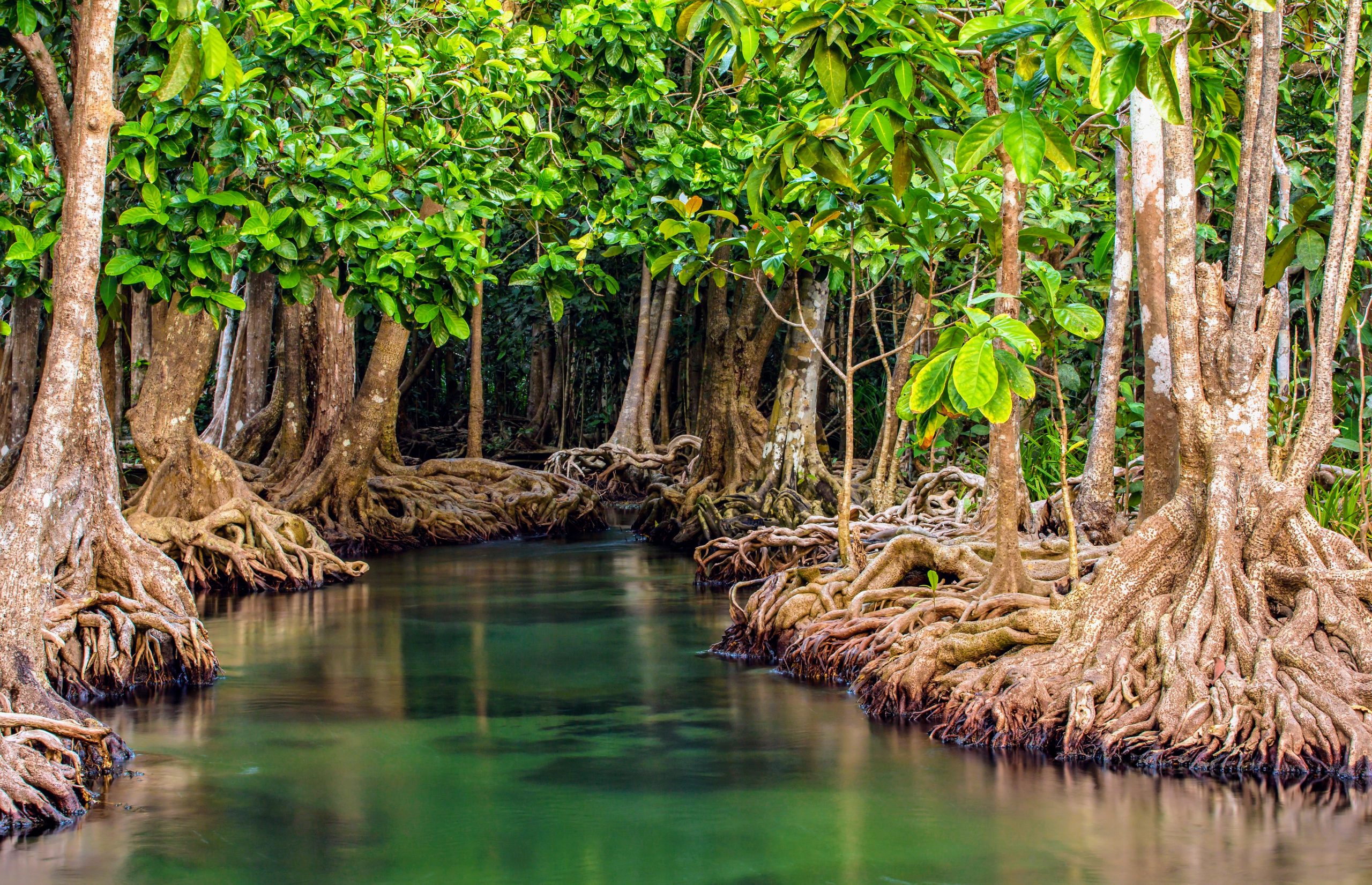 Vega planted 885k mangrove trees, sequestering 147k ton of CO2 emissions